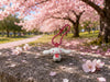 Sanrio and Friends Sakura Small Figure Keychain 5 Pieces Set (In-stock)