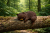 Baby Kuma Bear Sleeping Small Figure 5 Pieces Set (In-stock)